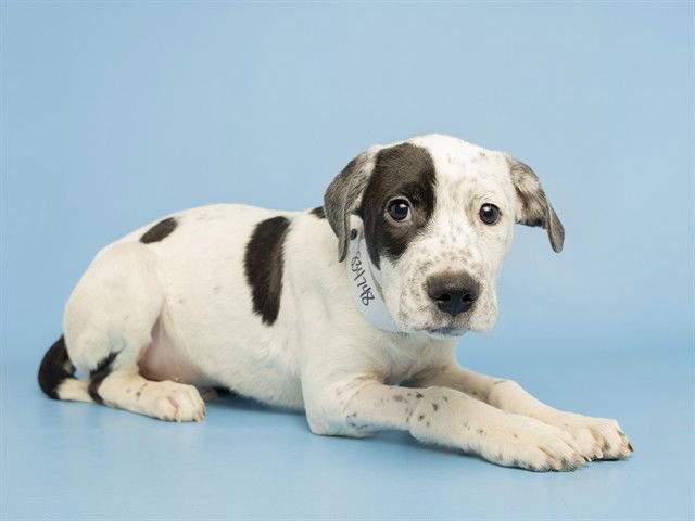 SHILO - American Pit Bull Terrier available for adoption