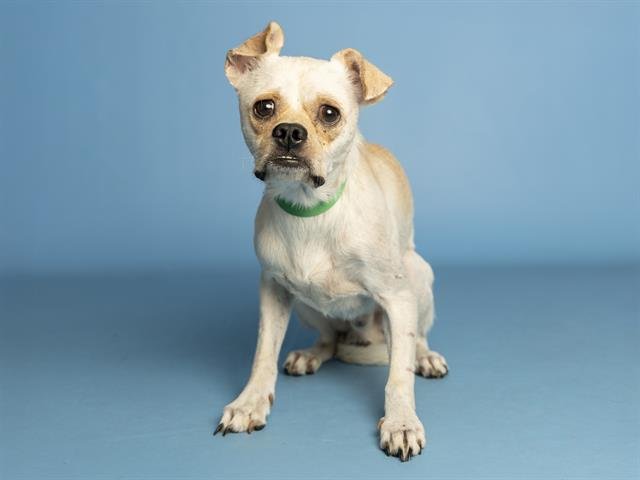 EDDIE - Pug / Brussels Griffon available for adoption