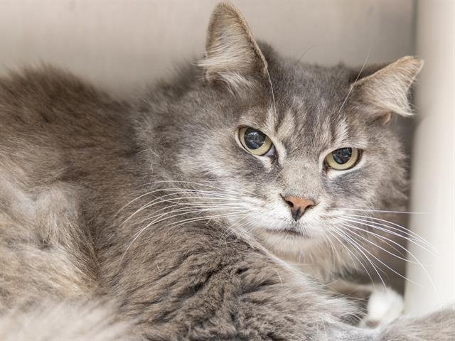 DORY - Domestic Long Hair available for adoption