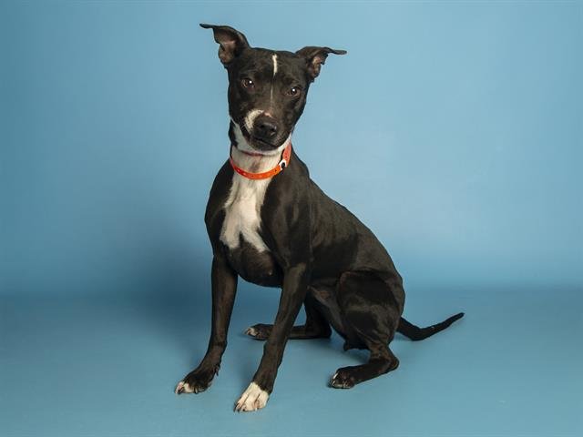 BONBON - Whippet available for adoption