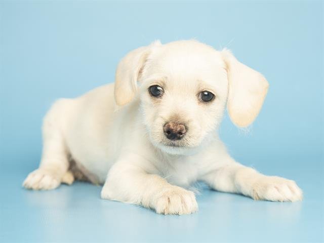 TAFFY - Chihuahua available for adoption