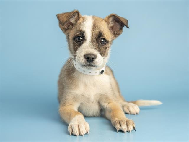 TANJIRO - German Shepherd Dog / Husky available for adoption