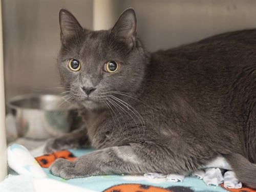 MARIO - Domestic Short Hair for adoption in Phoenix