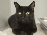 AGATHA - Photo 1