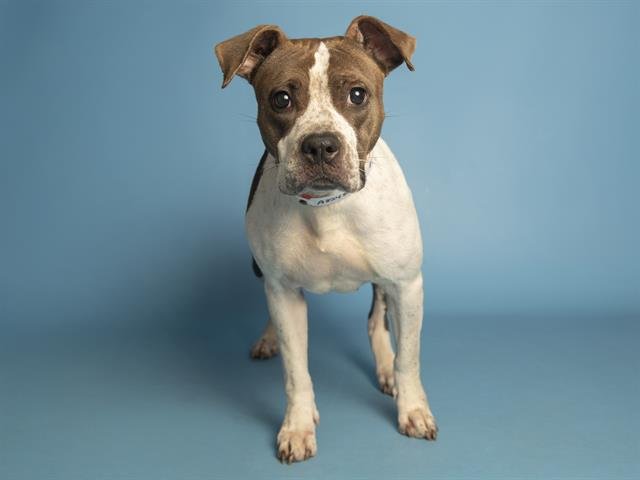 BROWNIE - American Pit Bull Terrier available for adoption