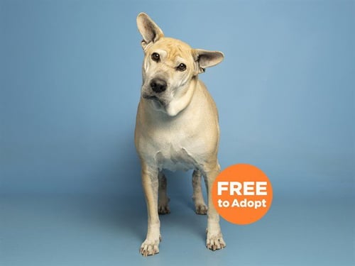 STELLA - Shiba Inu available for adoption