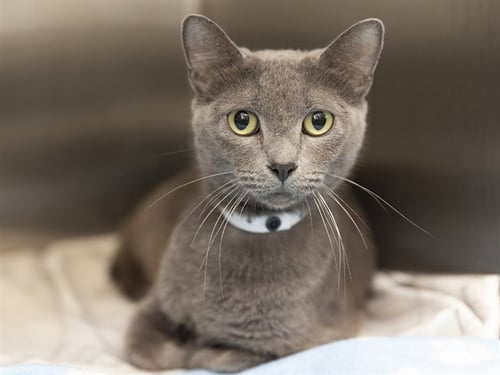 MIMI - Domestic Short Hair for adoption in Phoenix