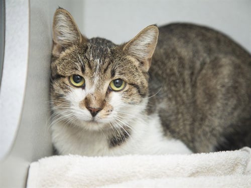 PABLO - Domestic Short Hair available for adoption