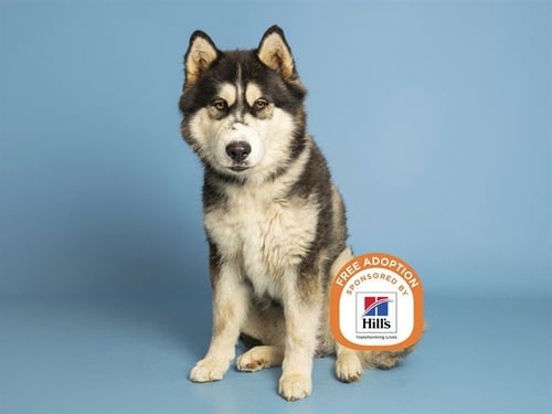 BOBBY - Husky available for adoption