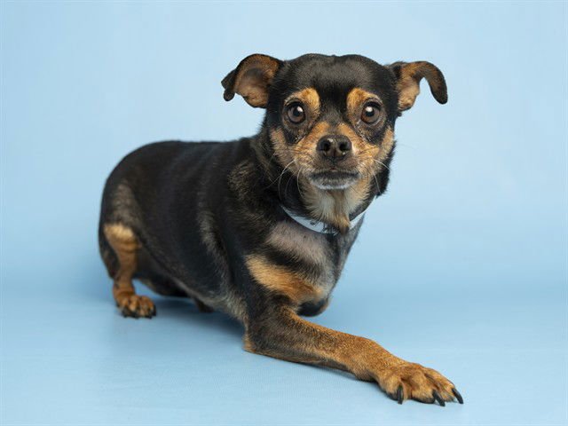 ROCKY RACCOON - Chihuahua available for adoption