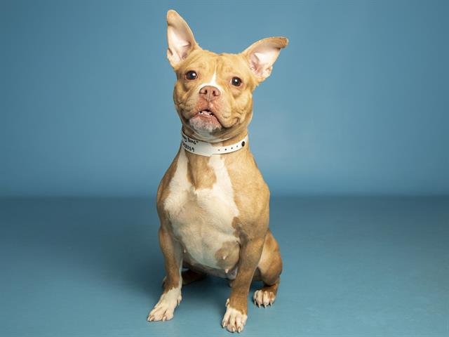 HONEY BUNS - American Bulldog / American Pit Bull Terrier available for adoption