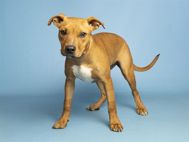 RADAR - American Pit Bull Terrier available for adoption
