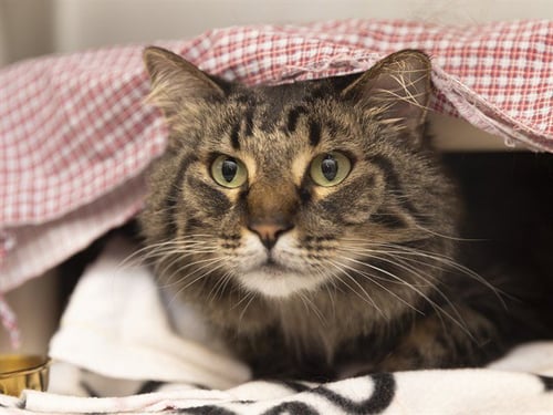 ANGEL - Domestic Long Hair available for adoption