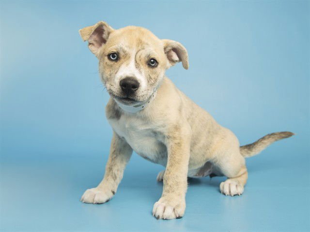 NORI - American Pit Bull Terrier available for adoption