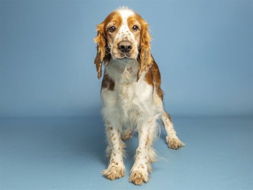 FERNY - English Springer Spaniel available for adoption