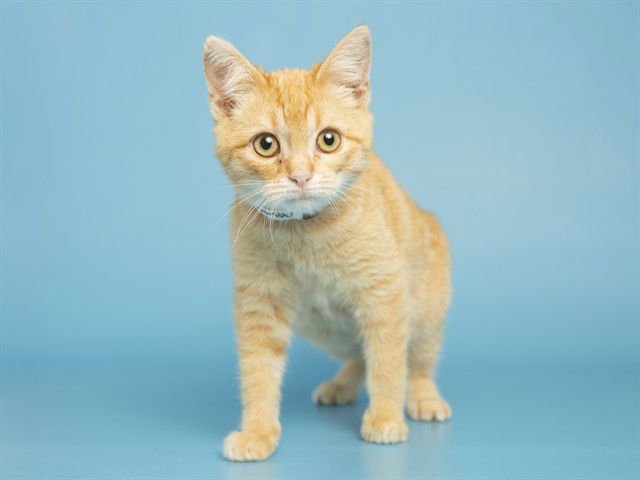 CLEMENTINE - Domestic Short Hair available for adoption