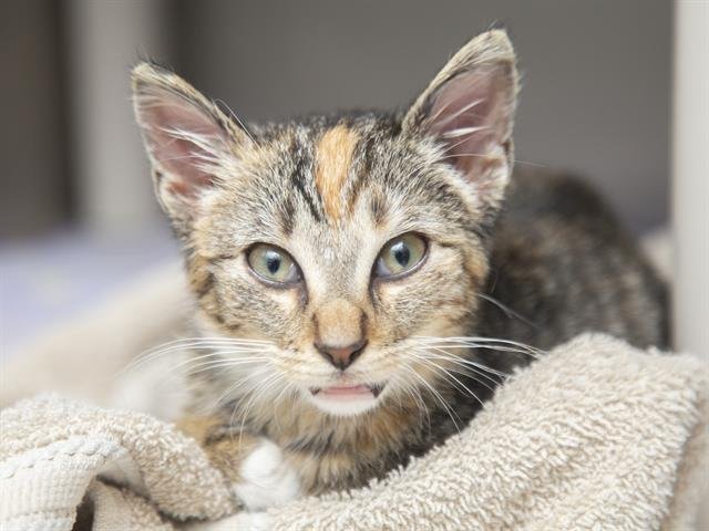 PINKIE PIE - Domestic Short Hair available for adoption