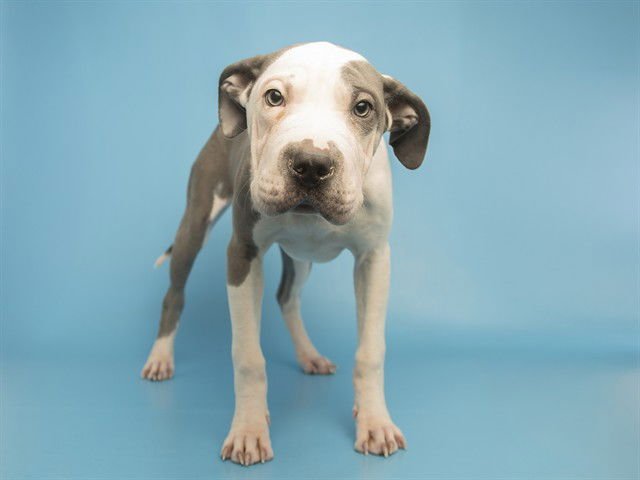 STRUDEL - American Pit Bull Terrier / Chinese Shar-Pei available for adoption