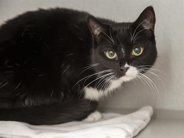 BABY - Domestic Short Hair available for adoption