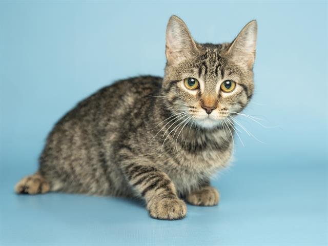 BUNNY - Domestic Short Hair available for adoption