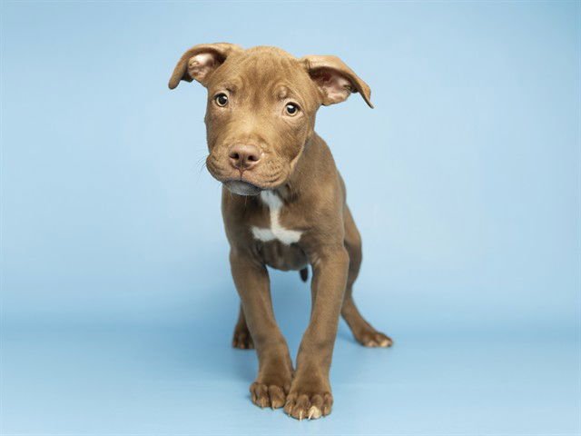 COMET - American Pit Bull Terrier available for adoption