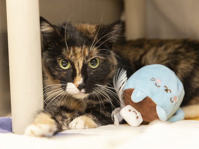 DOTTIE - Domestic Short Hair available for adoption