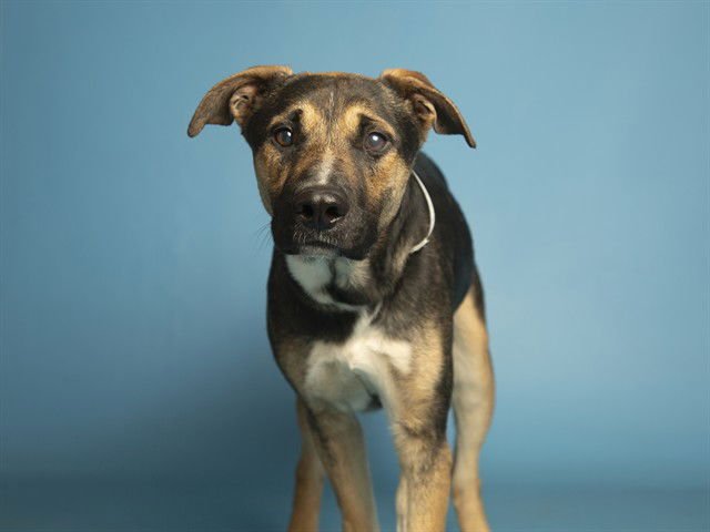 CODY RHODES - German Shepherd Dog available for adoption