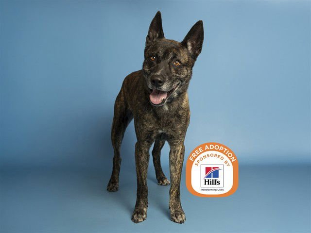 RASPBERRY - Dutch Shepherd available for adoption