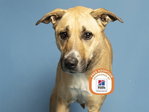 NOVA - Labrador Retriever available for adoption