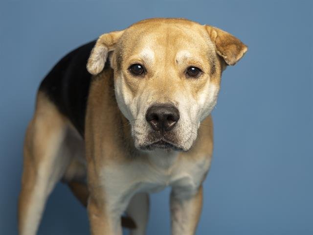 DWIGHT - Chinese Shar-Pei available for adoption