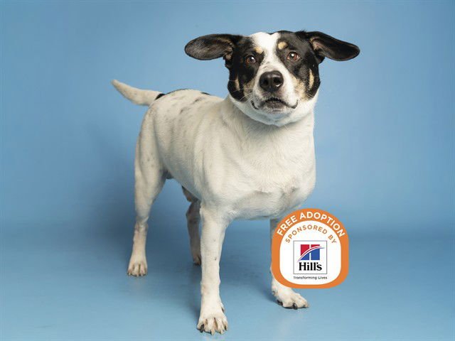 BLAZE - Australian Cattle Dog/Blue Heeler available for adoption