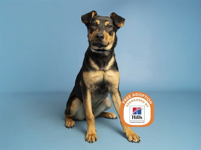 SABLE - Doberman Pinscher / German Shepherd Dog available for adoption