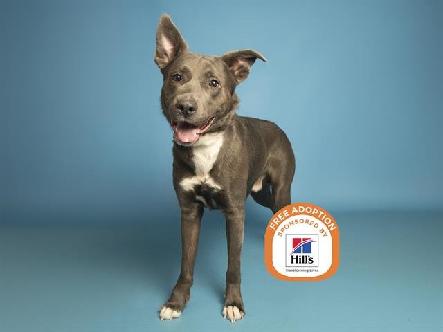 WOLFIE - German Shepherd Dog / American Pit Bull Terrier available for adoption