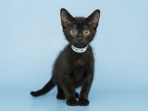 JAGUAR - Domestic Long Hair for adoption in Phoenix