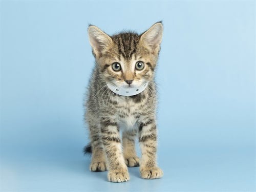 TOBY - Domestic Short Hair available for adoption