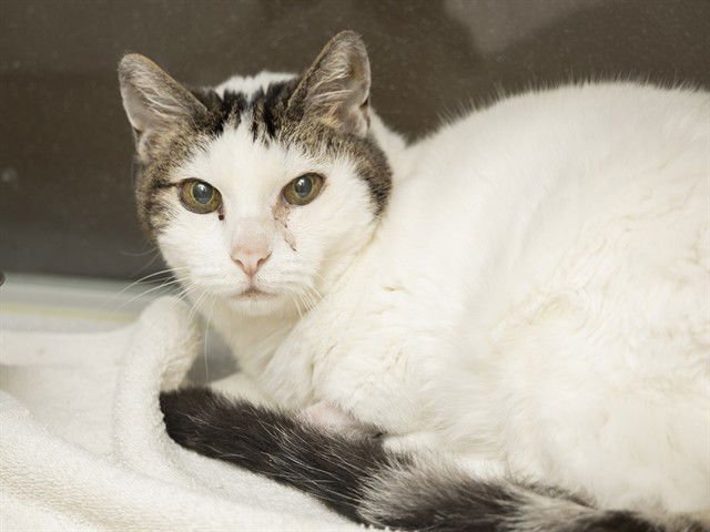 BOO - Domestic Short Hair available for adoption