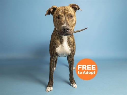 THOR - Labrador Retriever available for adoption