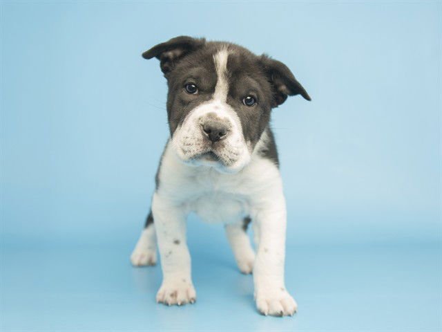 SUGAR - Chinese Shar-Pei available for adoption