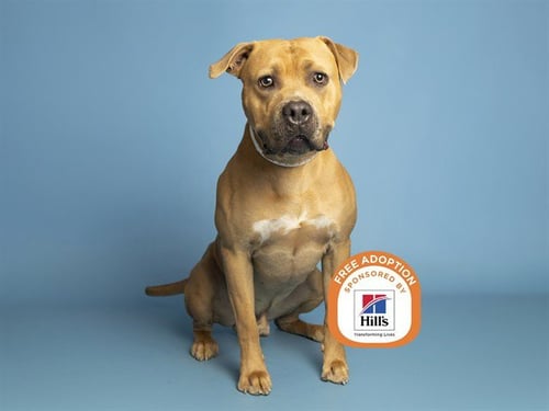 BURRITO - American Pit Bull Terrier available for adoption