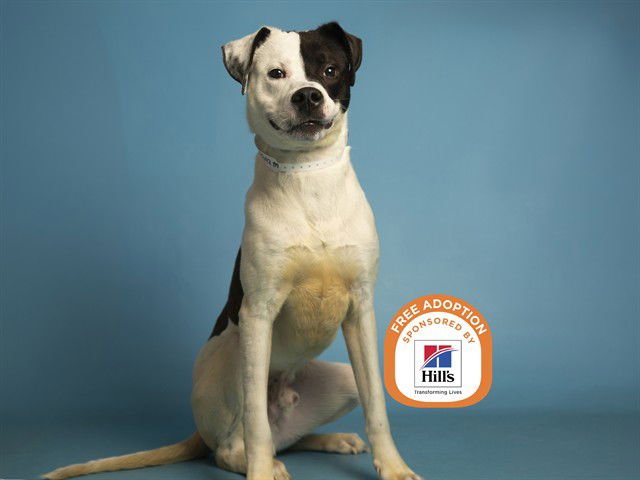 DOMINO - Labrador Retriever / American Pit Bull Terrier available for adoption