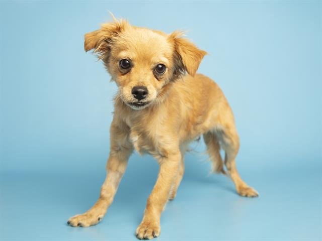 GOLDILOCKS - Chihuahua available for adoption