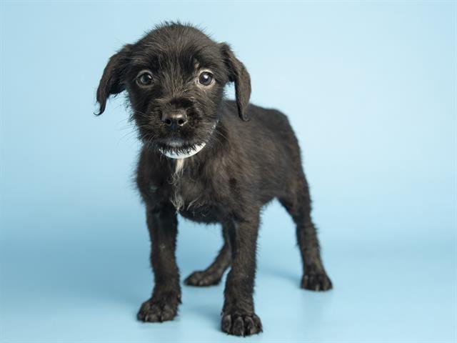 CRUELLA - Norfolk Terrier available for adoption