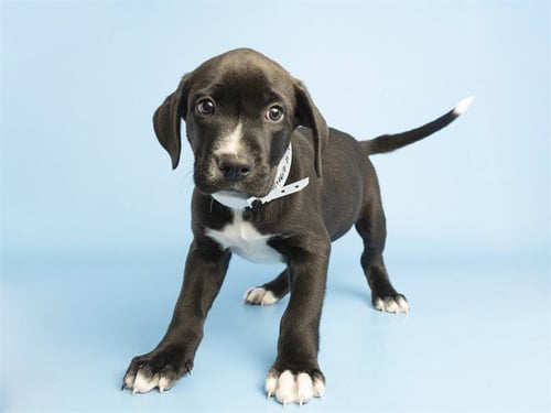 RICO - American Pit Bull Terrier available for adoption