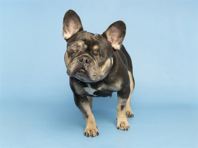 ZOEY - French Bulldog available for adoption