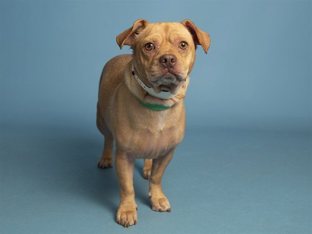 BUDDY Image