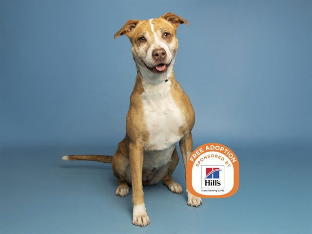 BLAIRE - American Pit Bull Terrier available for adoption