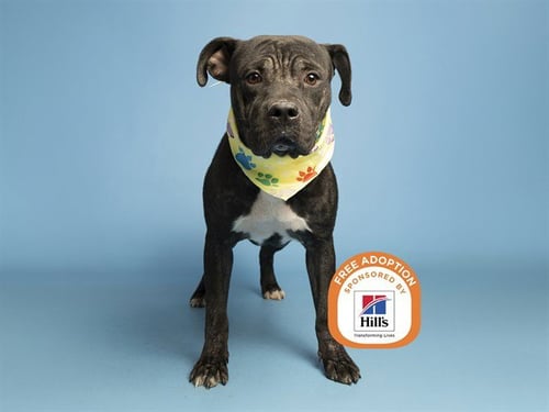 ROTISSERIE CHICKEN - American Pit Bull Terrier available for adoption