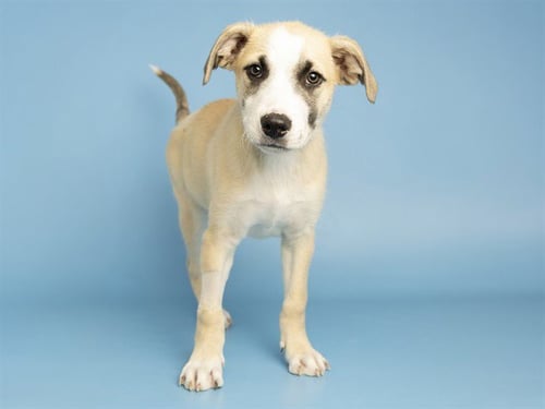 MONTANA - Husky available for adoption