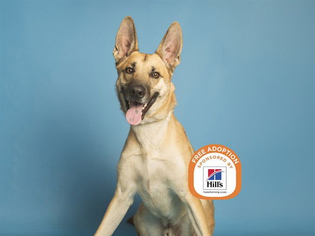BUDDY - Belgian Shepherd Malinois available for adoption