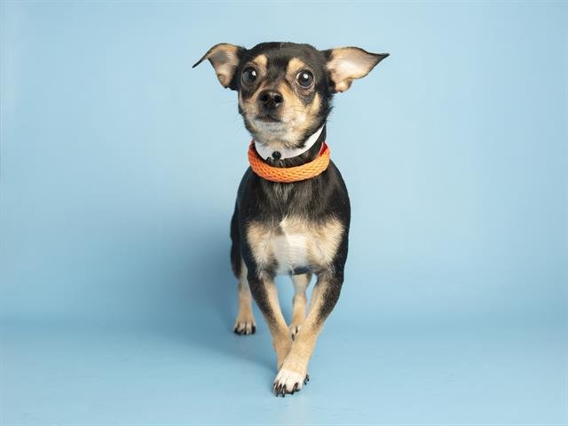 SAGER - Chihuahua available for adoption